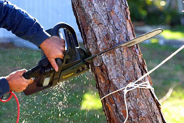 Best Commercial Tree Services  in Newark, NJ